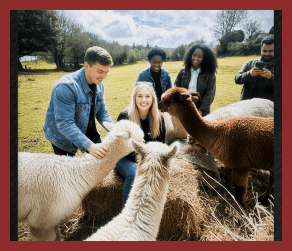 Enjoy a fun alpaca farm experience in London with friendly alpacas and scenic outdoor setting.
