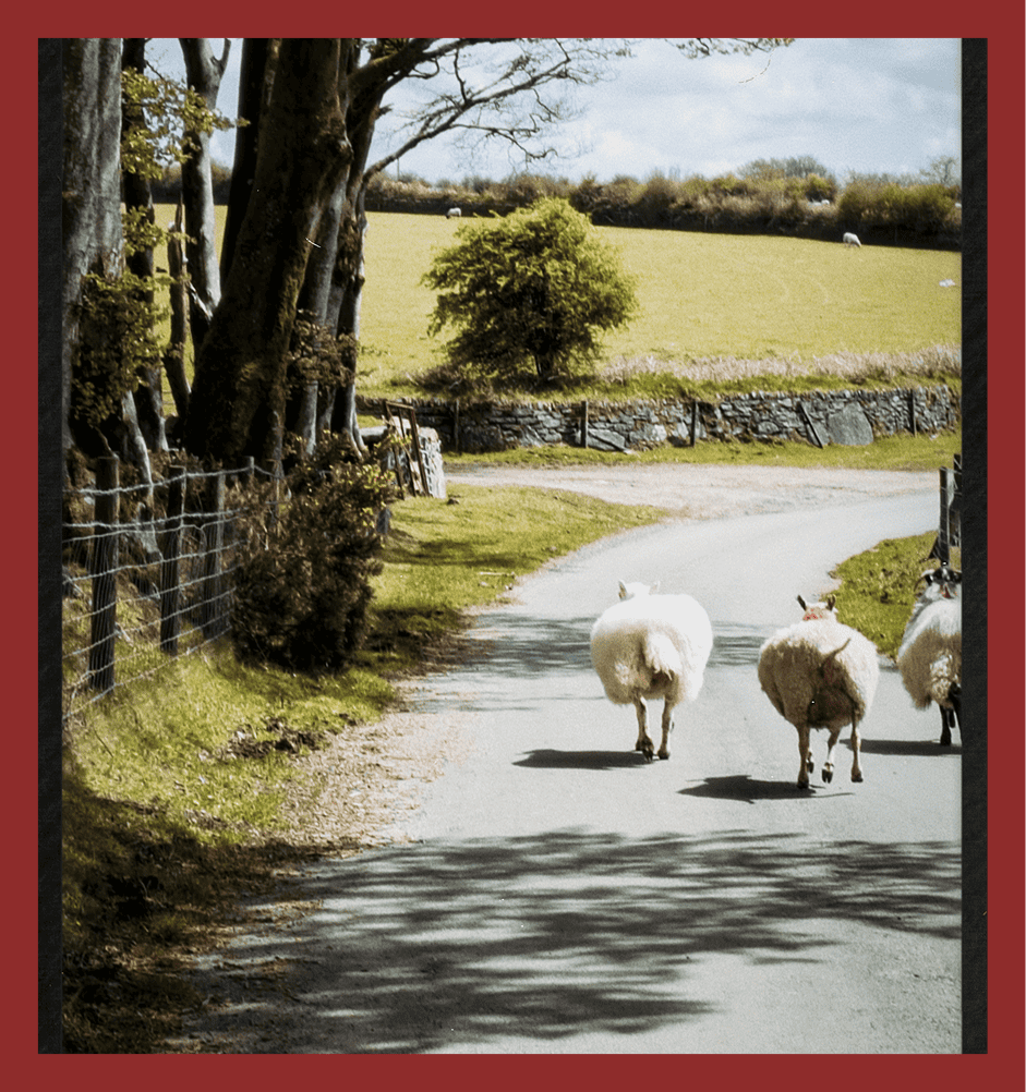 Idyllic rural sheep walking on country road with lush green fields and trees.