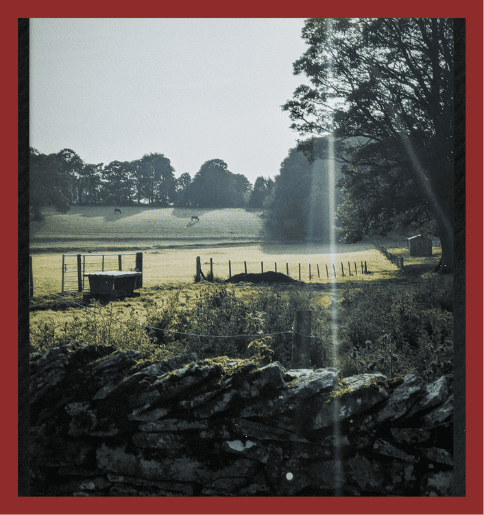 Beautiful rural scene featuring lush fields, trees, and horses in a peaceful countryside setting.