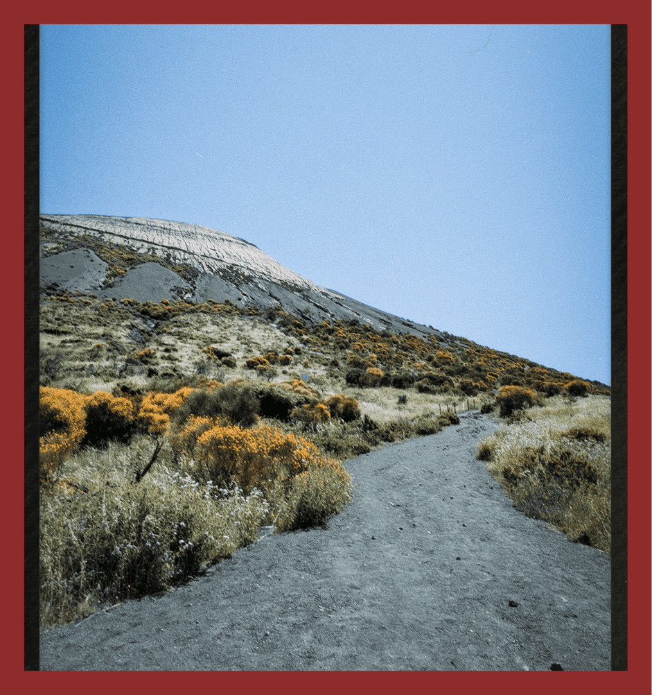 Scenic mountain hiking trail surrounded by wildflowers and bushes under clear blue sky.